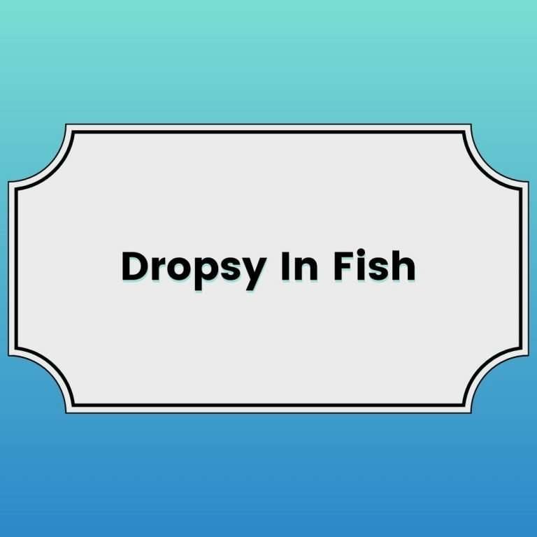 Dropsy In Fish Featured Image