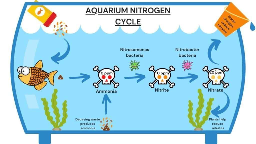 Aquarium Nitrogen Cycle Diagram
