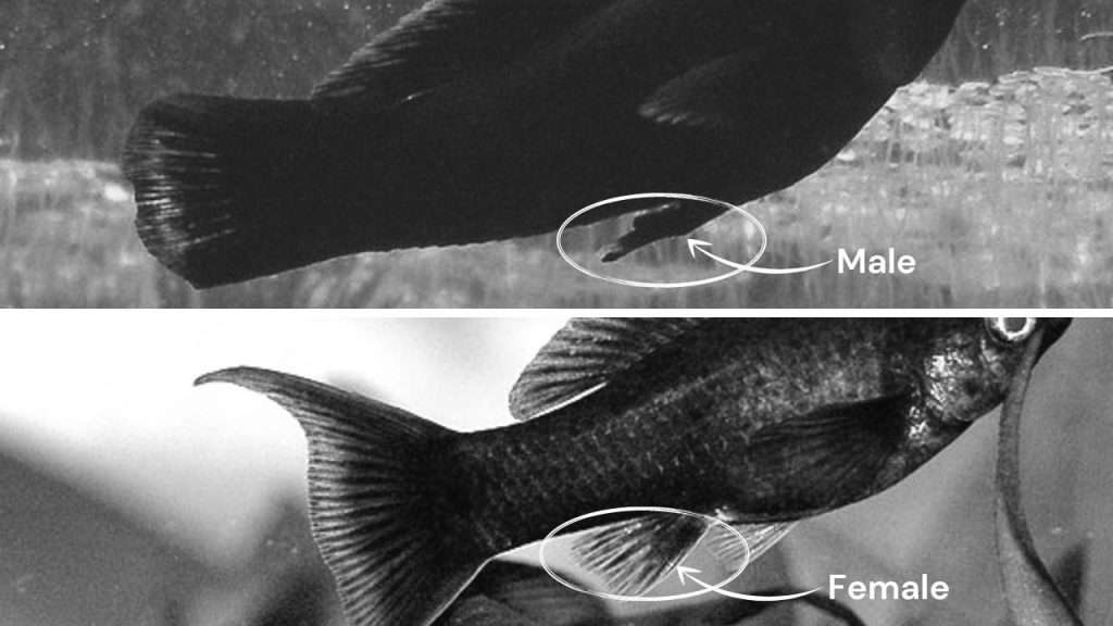 Male Black Molly (Top) and Female Black Molly (Bottom)