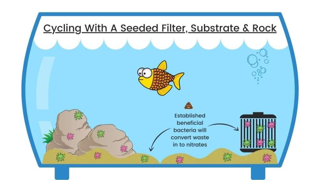 How To Cycle A Fish Tank With A Seeded Filter