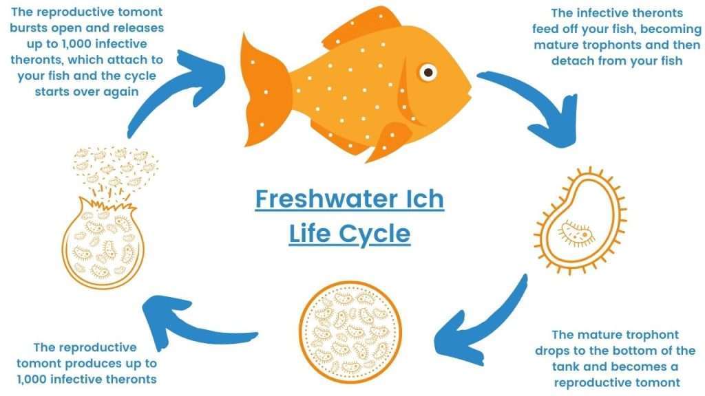 Ich Life Cycle