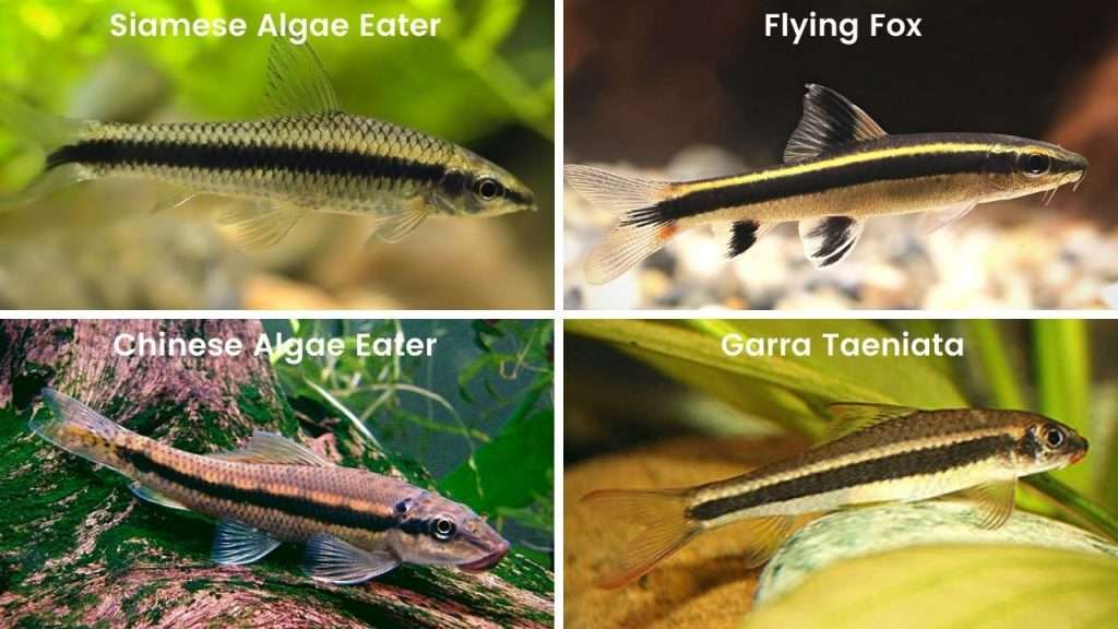 Siamese Algae Eater (Top Left), Flying Fox (Top Right), Chinese Algae Eater (Bottom Left), and Garra Taeniata (Bottom Right) Comparison.