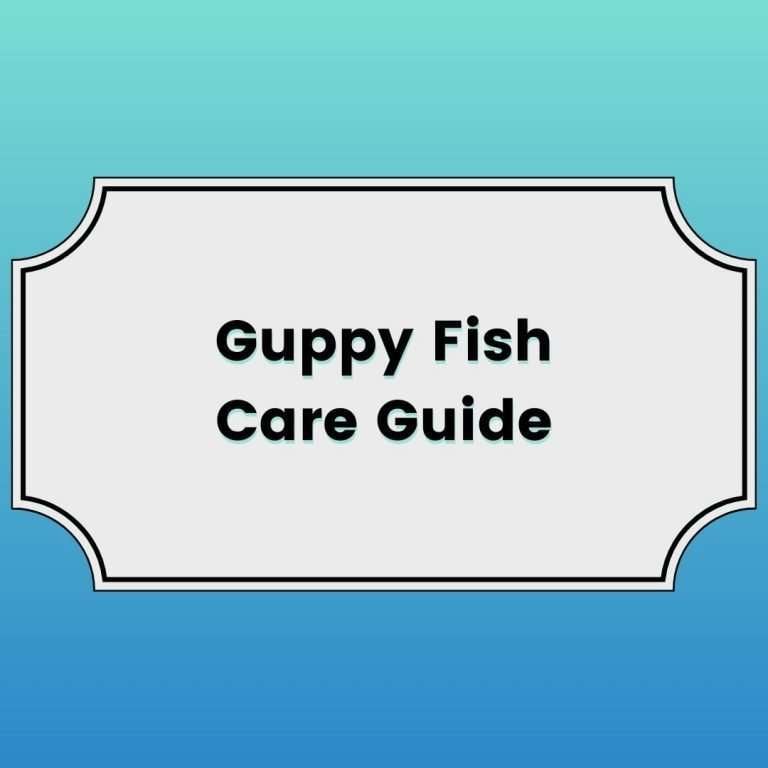 guppy Fish Care Featured Image