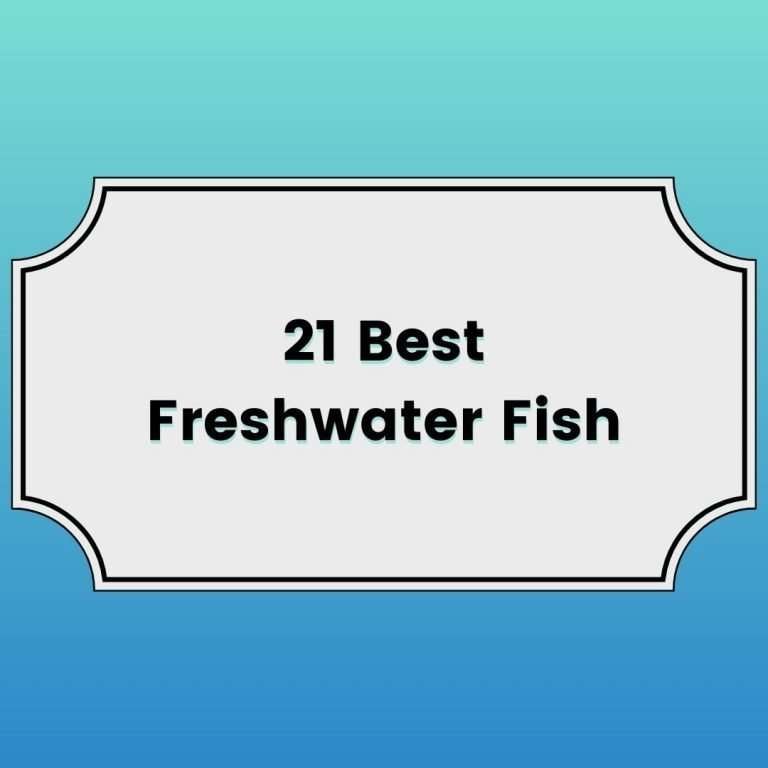 21 BEST FRESHWATER FISH FEATURED IMAGE
