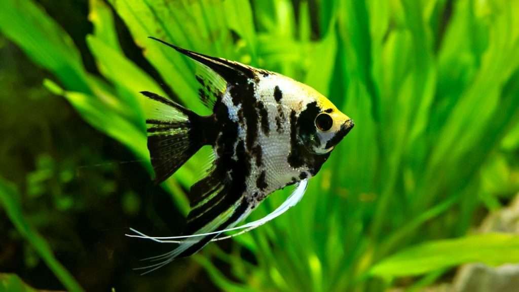 Angelfish - Best Freshwater Fish