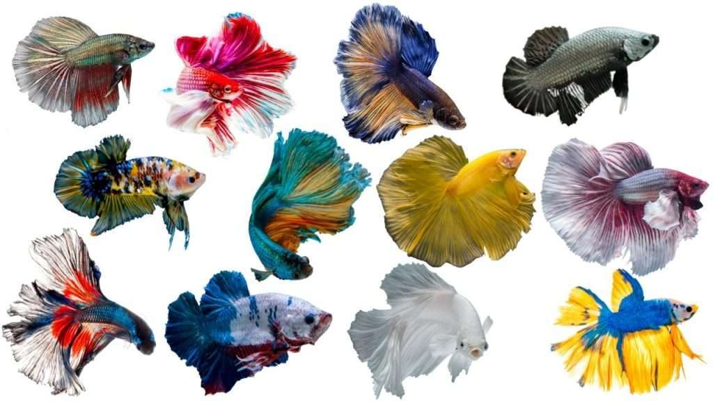 BETTA FISH CARE VARIETY OF COLORS