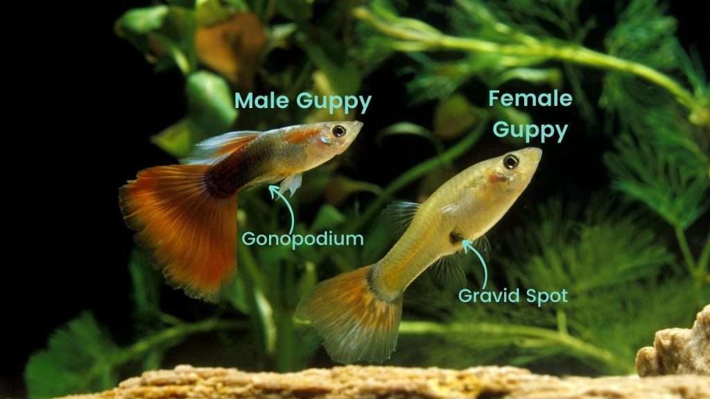Male vs Female Guppy