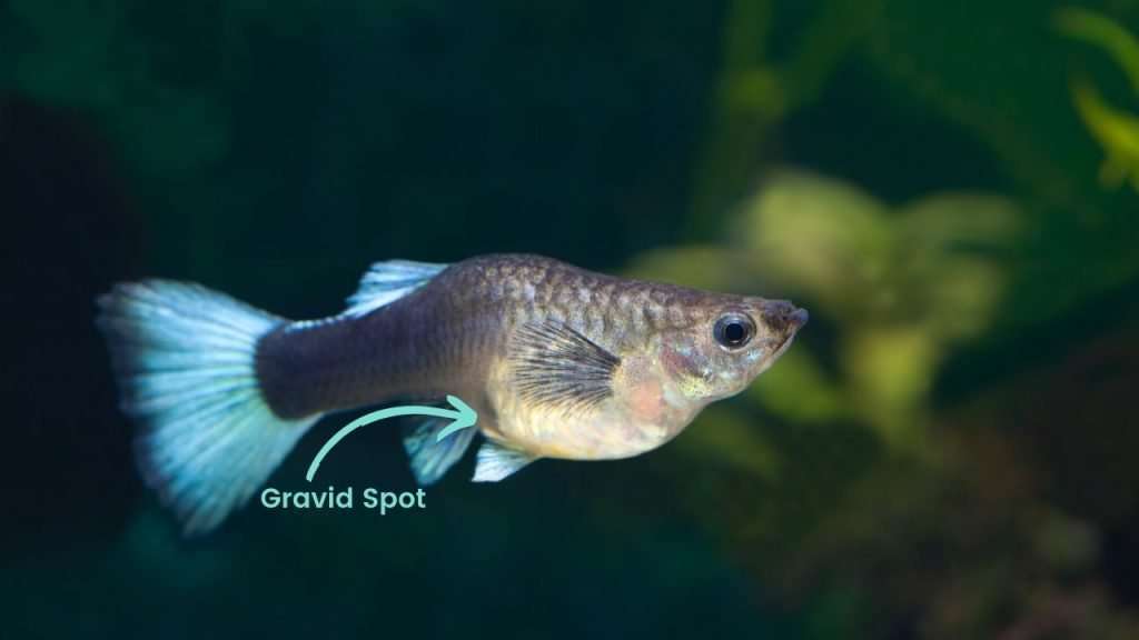 Pregnat guppy with gravid spot highlighted