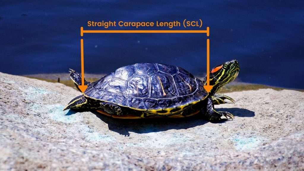 Red Eared Slider Straight Carapace Length