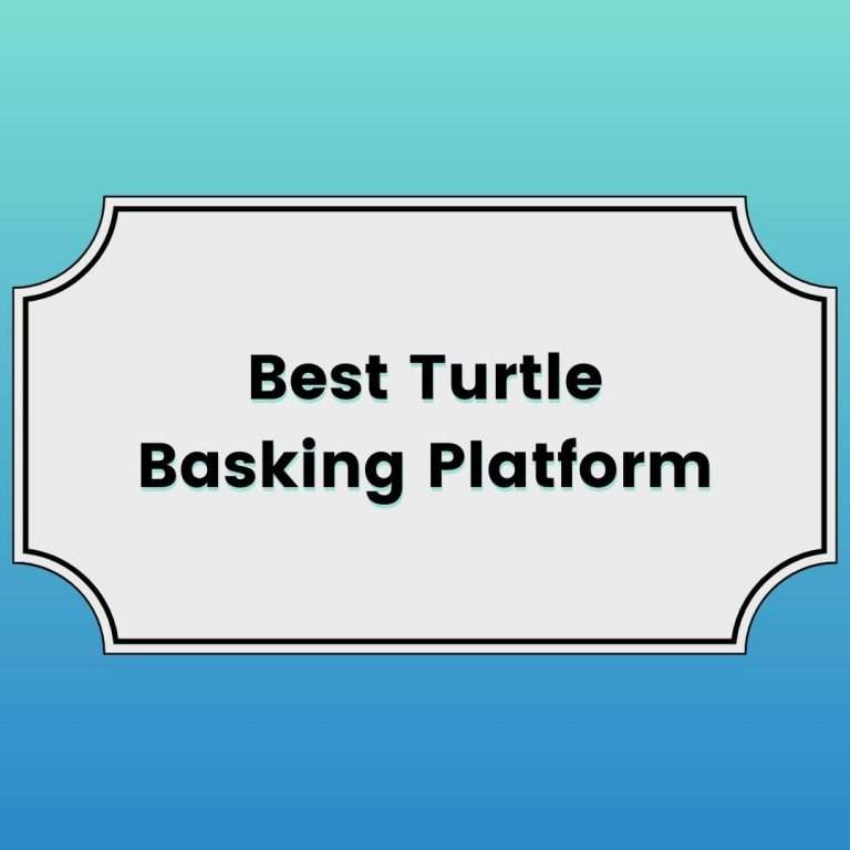 Best Turtle Basking Platform