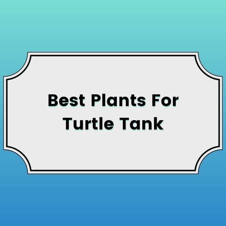 Best plants for turtle tank featured image