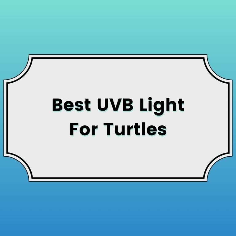 Best UVB Light For Turtles