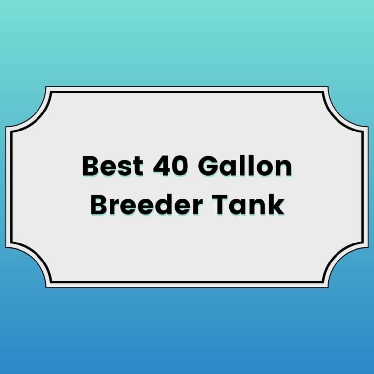 Best 40 Gallon Breeder Tank Featured Image