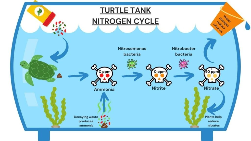 Turtle Tank Nitrogen Cycle Image