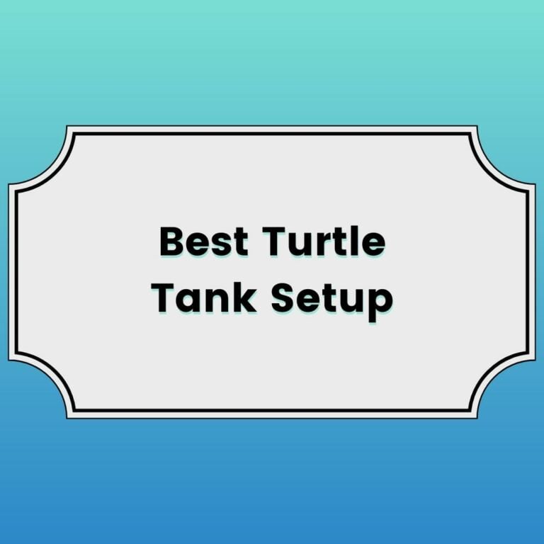Best Turtle Tank Setup Featured Image