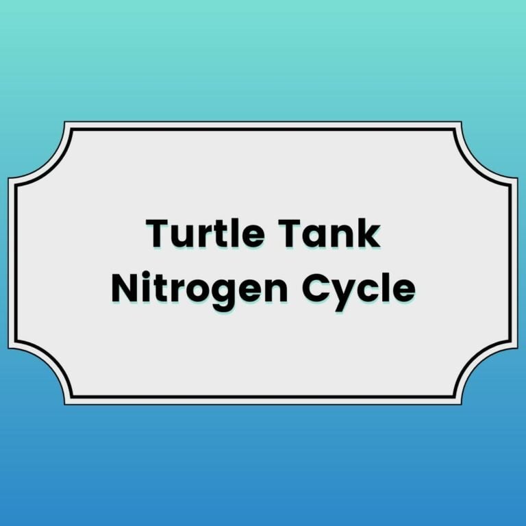 Turtle Tank Nitrogen Cycle Featured Image