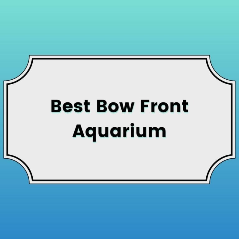Best Bow Front Aquarium Featured Image