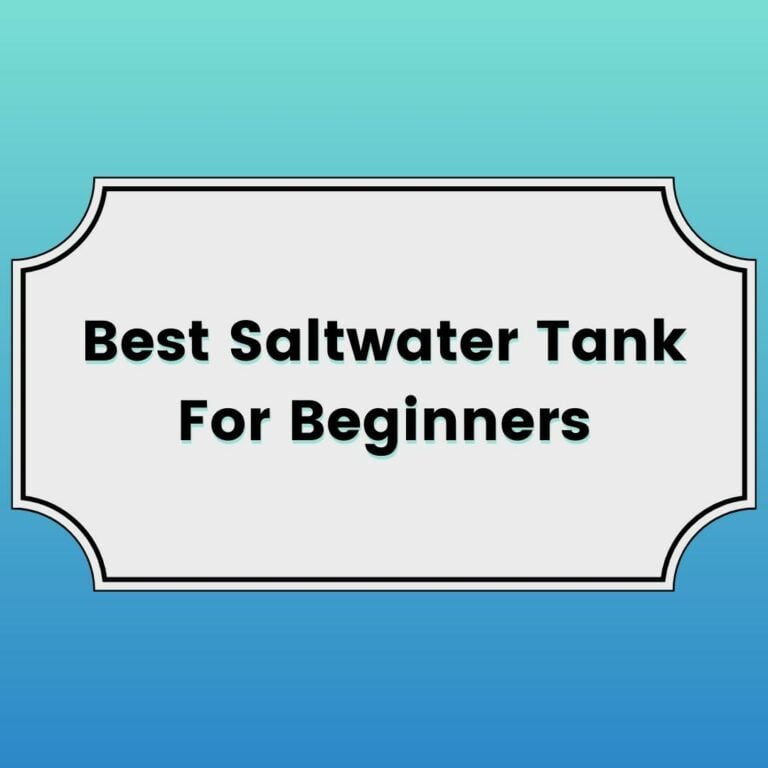 Best Saltwater Tank For Beginners Featured Image