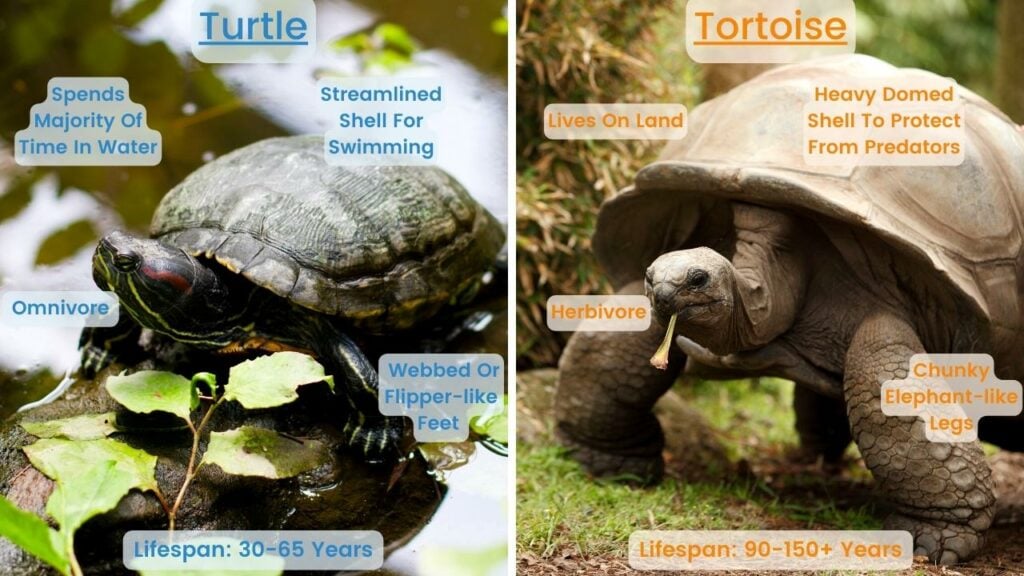 Turtle VS Tortoise