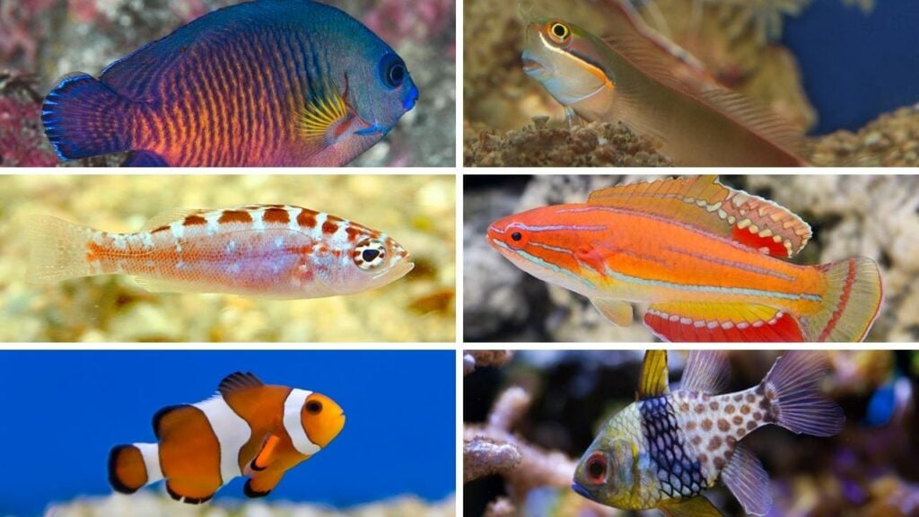 6 Of The Best Saltwater Fish For Beginners - Coral beauty angelfish (top left) Tailspot blenny (top right) Chalk bass (center left) McCosckers flasher wrasse (center right) Ocellaris clownfish (bottom right) Pajama cardinalfish (bottom right)