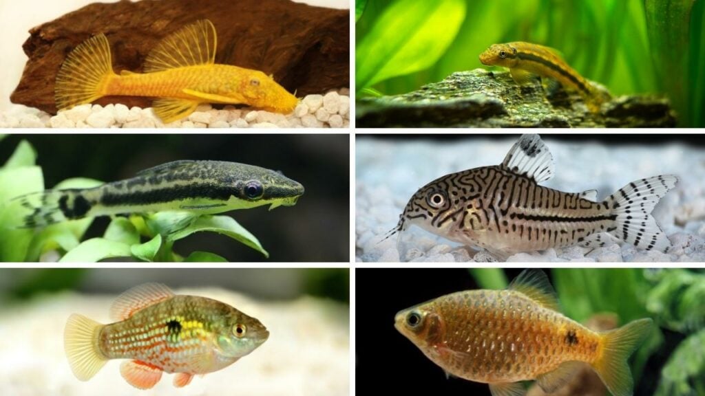 6 Of The Best Algae Eaters - Bristlenose pleco (top left) Chinese algae eater (top right) Otocinclus catfish (center left) Crory catfish (center right) Florida flagfish (bottom left) Rosy barb (bottom right)
