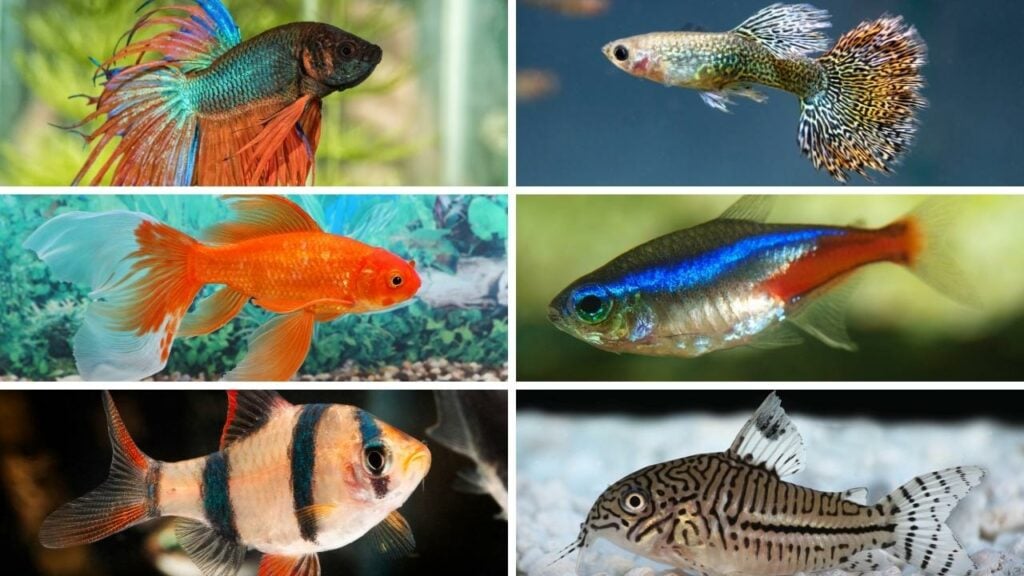 6 Of The Best Freshwater Fish - Betta Fish (top left) Guppy (top right) Goldfish (center left) Neon Tetra (center right) Tiger Barb (bottom left) Cory Catfish (bottom right)