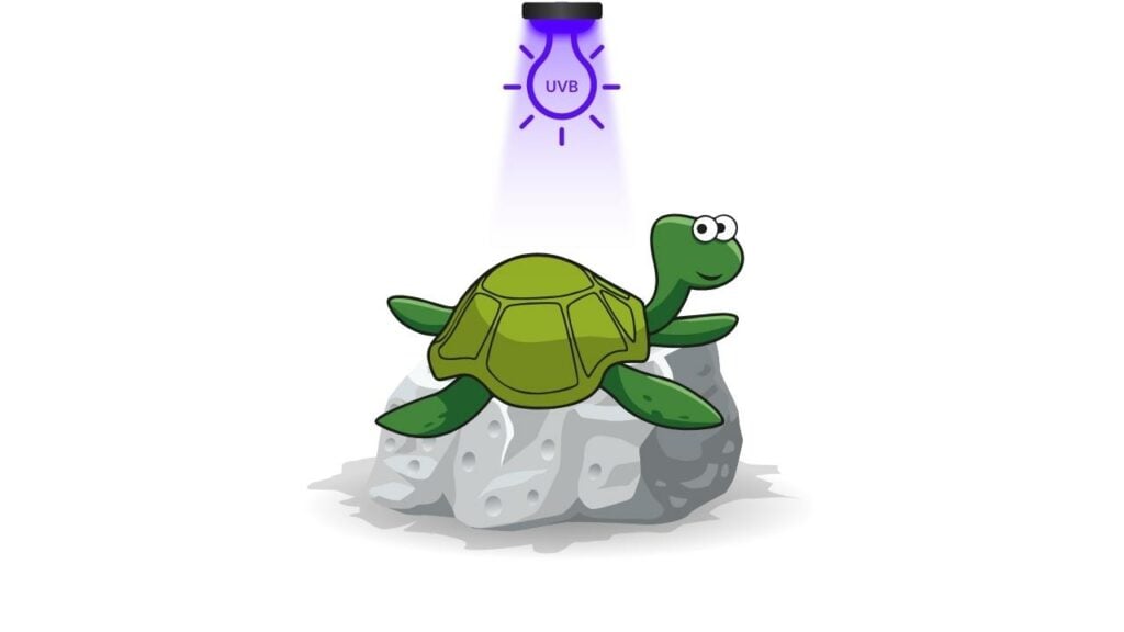 Best UVB Light For Turtles
