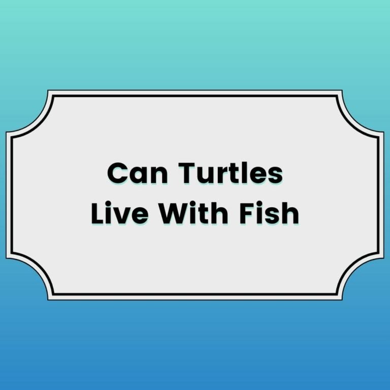 Can Turtles Live With Fish Featured Image