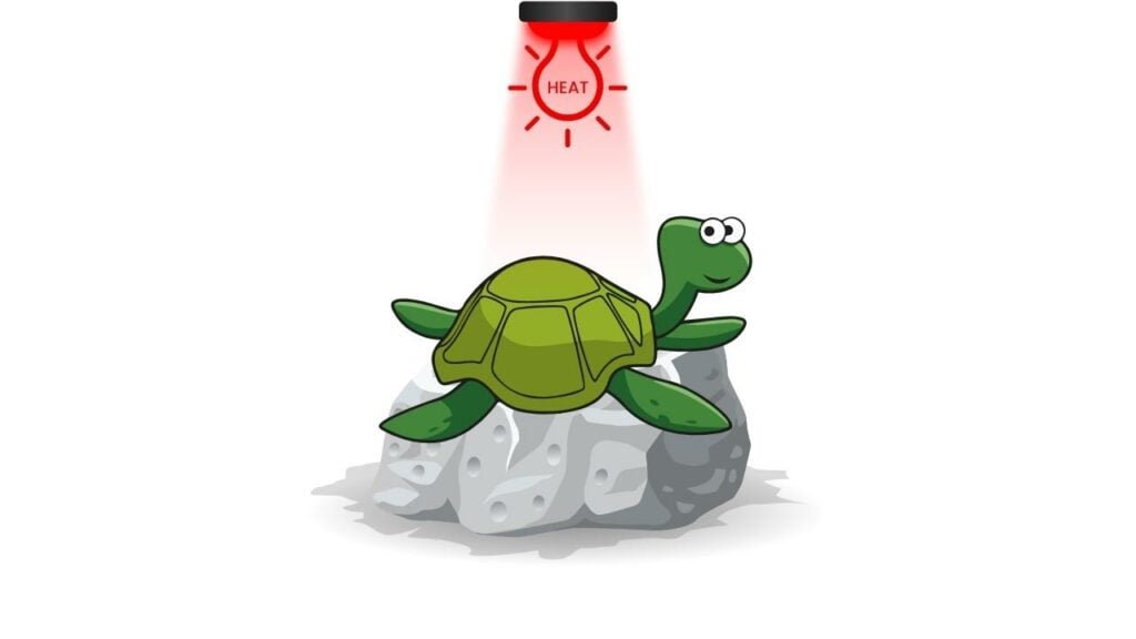 Best Turtle Heat Lamp