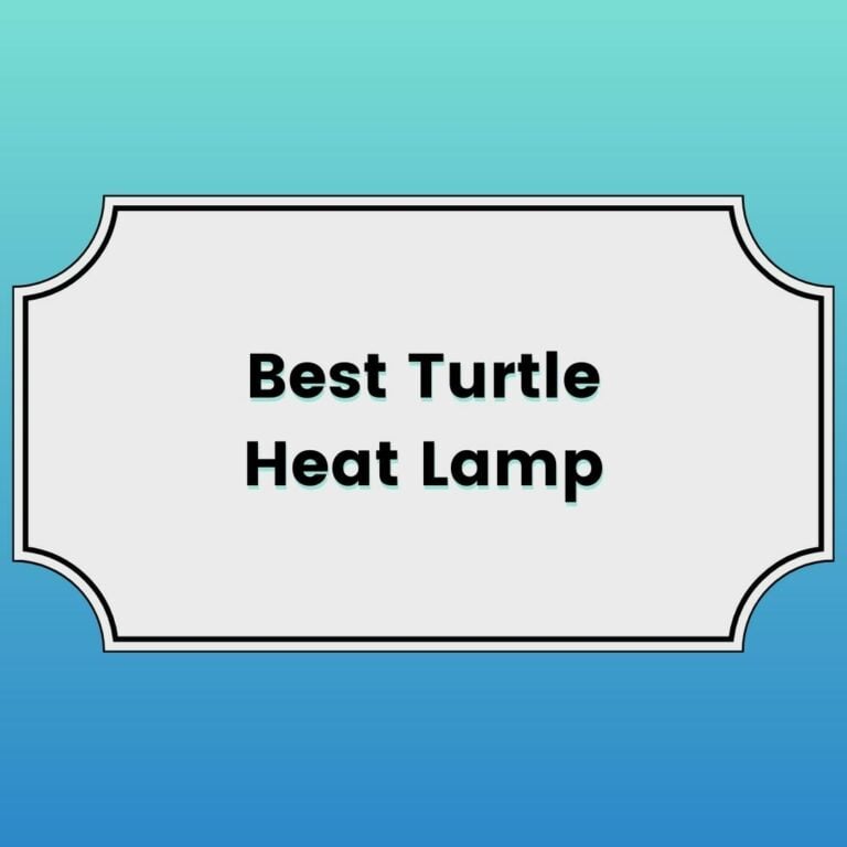 Best Turtle Heat Lamp Featured Image