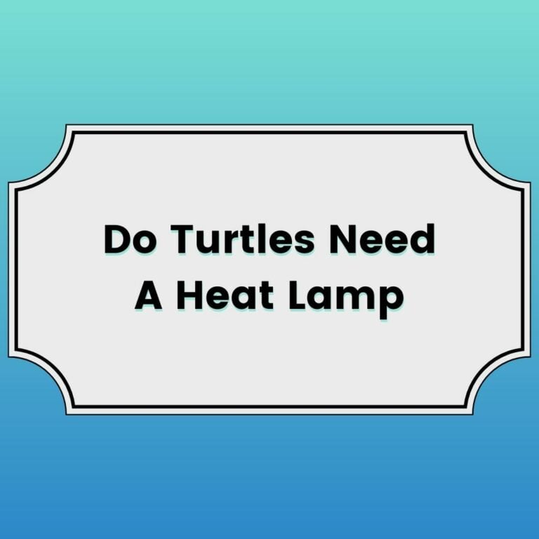 Do Turtles Need A Heat Lamp Featured Image