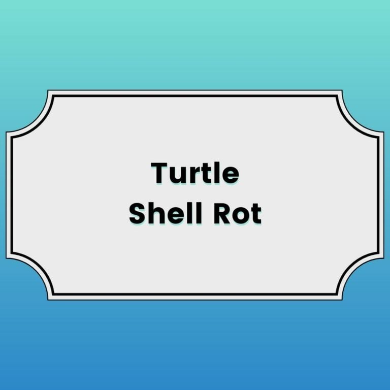 Turtle Shell Rot Featured Image