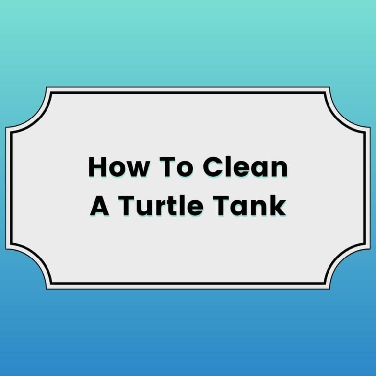 How To Clean A Turtle Tank Featured Image