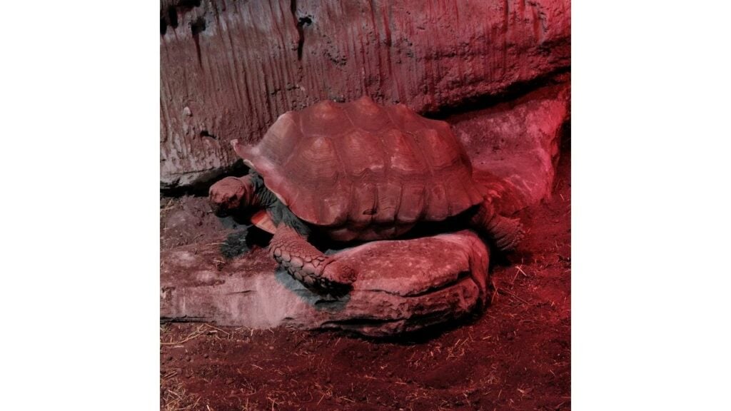 Do Tortoises Need A Heat Lamp?