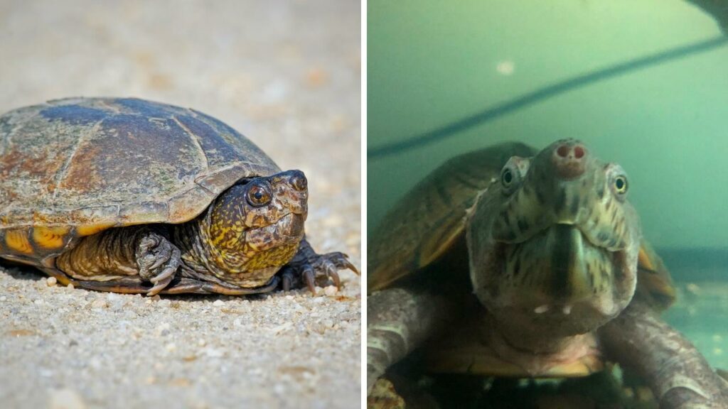 Mud Turtle (left) Musk Turtle (right)