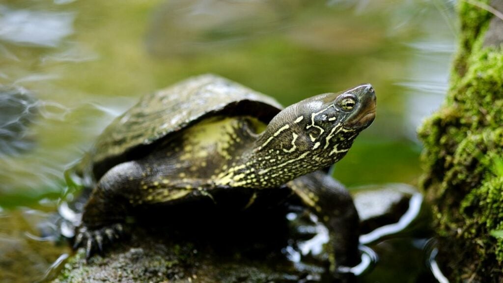 Reeves Turtle - Also known as the Chinese Pond Turtle