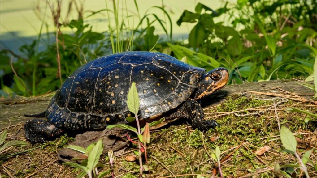 Spotted Turtle