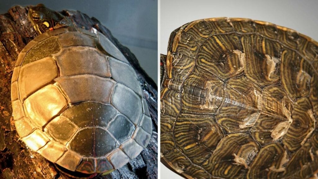 Turtle shedding vs shell rot