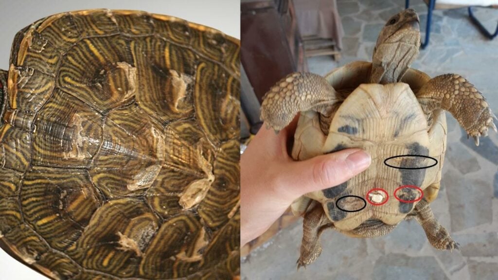 Turtle Shell Rot on Carapace and Plastron