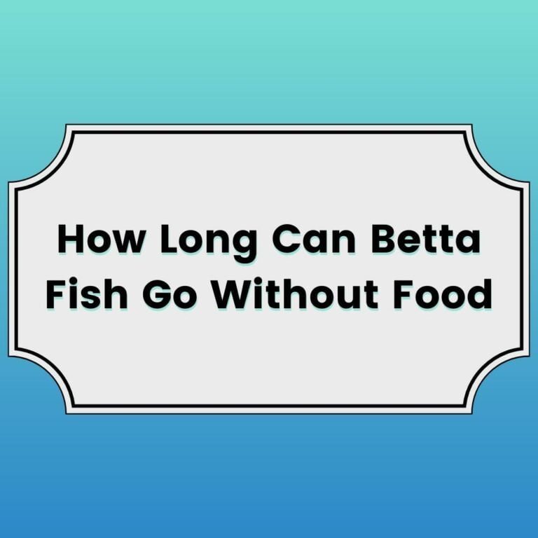 How Long Can Betta Fish Go Without Food Featured Image