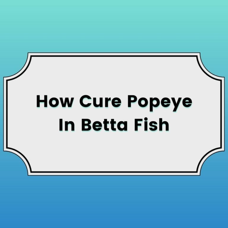 How To Cure Popeye In Betta Fish Featured Image