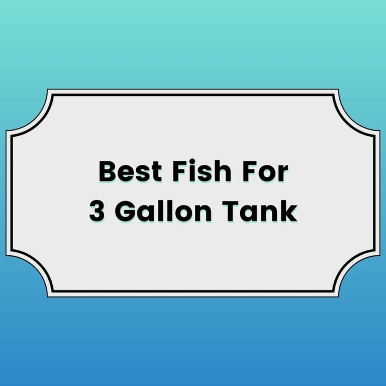 Best Fish For 3 Gallon Tank Featured Image