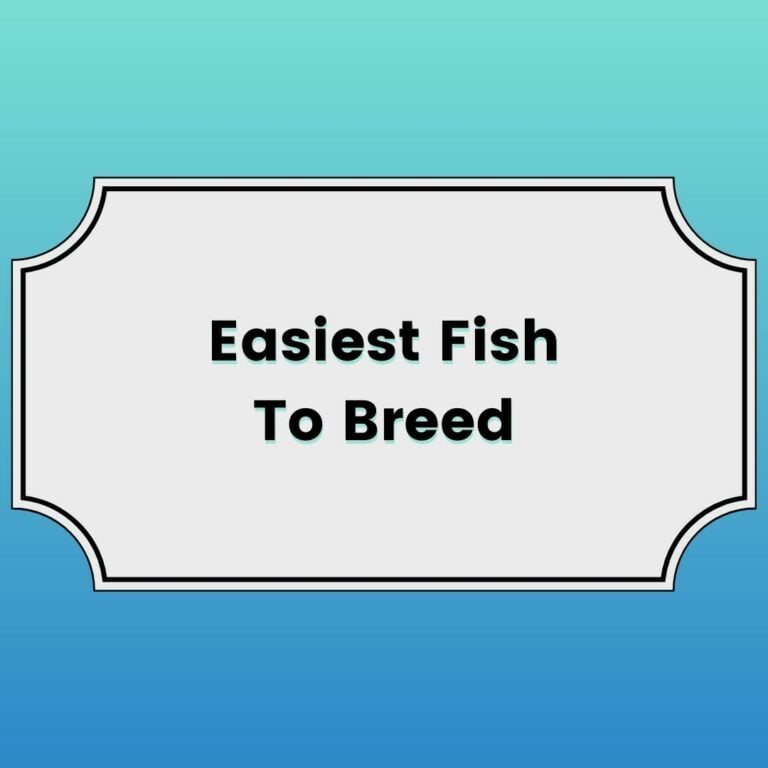 Easiest Fish To Breed Featured Image