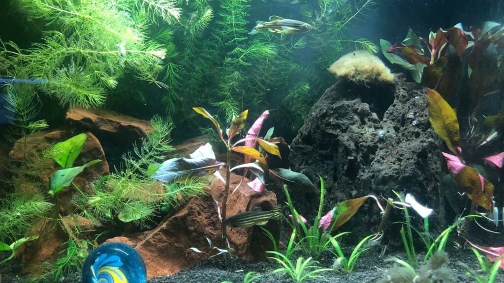 PlantedFish Tank With Cave Hiding Spots
