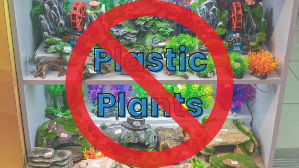 Remove plastic plants