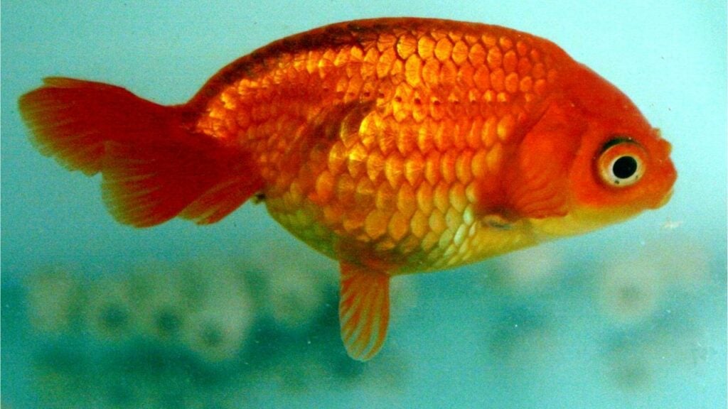 Egg Fish Goldfish - Image courtesy of Michelle Jo, CC0, via Wikimedia Commons