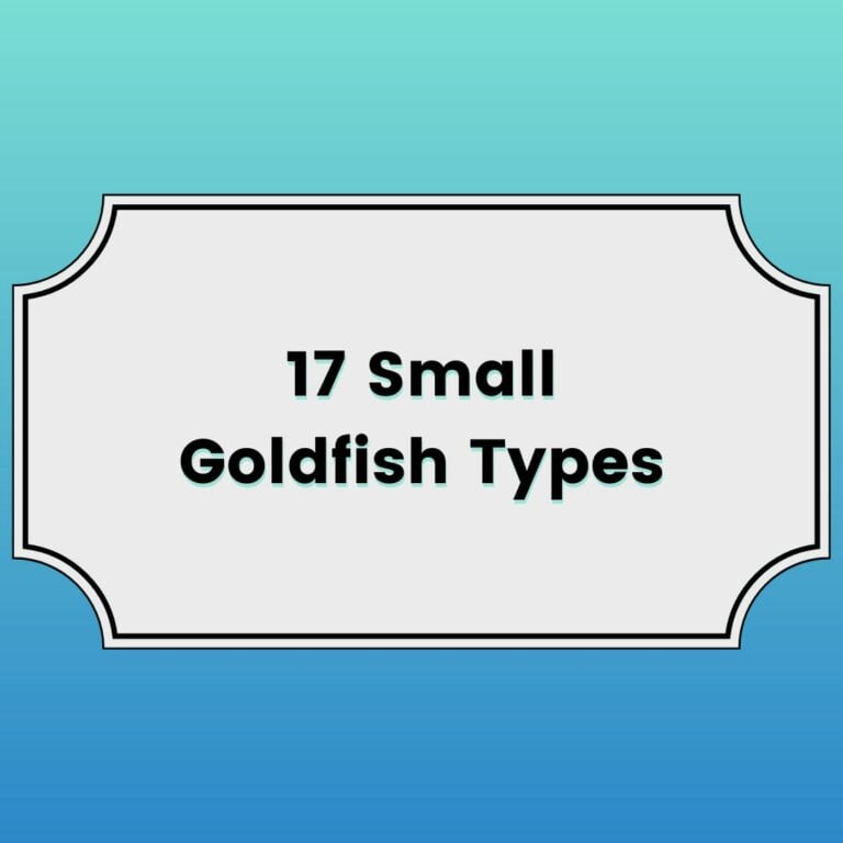 17 Small Goldfish Types