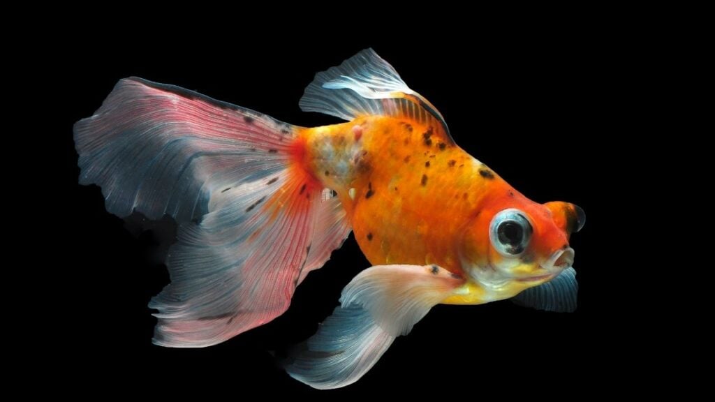 Telescopic Goldfish