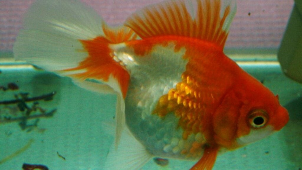 Tosakin Goldfish - Image Courtesy Of Michelle Jo - Own work, CC0
