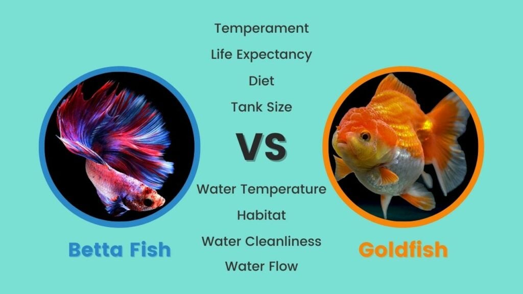 Betta Fish vs Goldfish